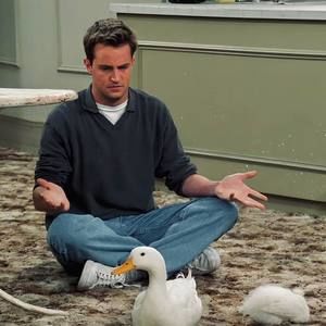 Meet your Posher, Lacy